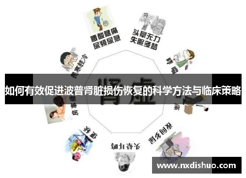 如何有效促进波普肾脏损伤恢复的科学方法与临床策略 如何有效促进波普肾脏损伤恢复的科学方法与临床策略